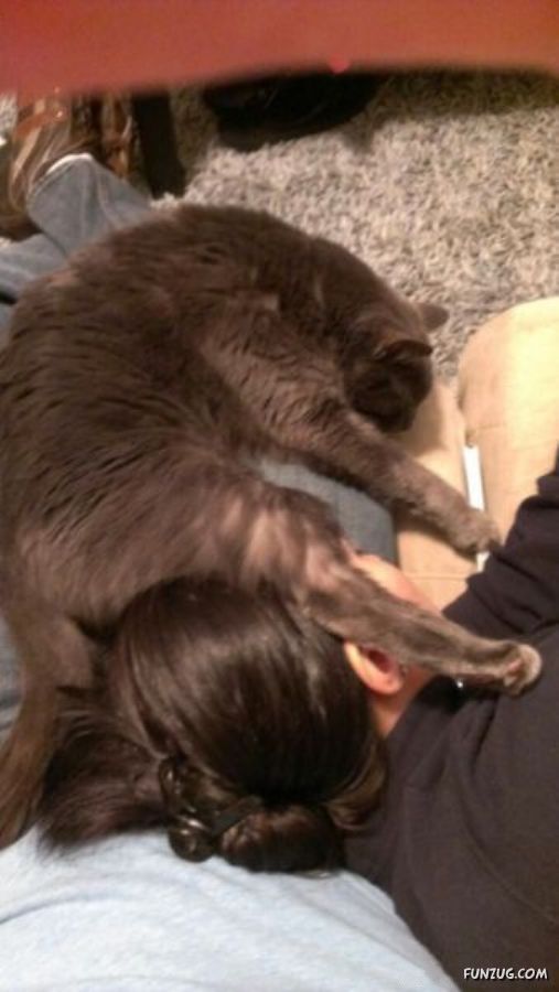 Amazing Animals Having Fun