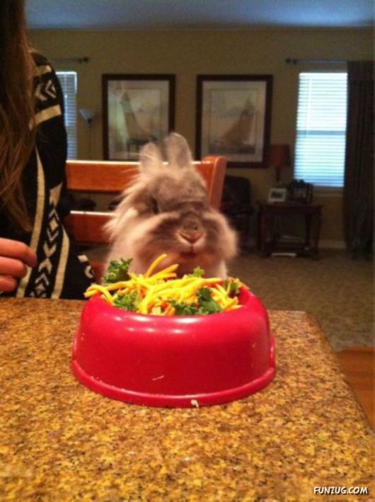 Amazing Animals Having Fun