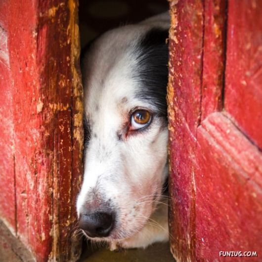 Amazing Animals Having Fun