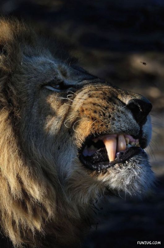 Amazing Animals Having Fun