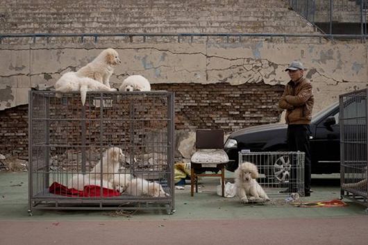 Million Dollars Mastiff At Tibetan Dog Expo