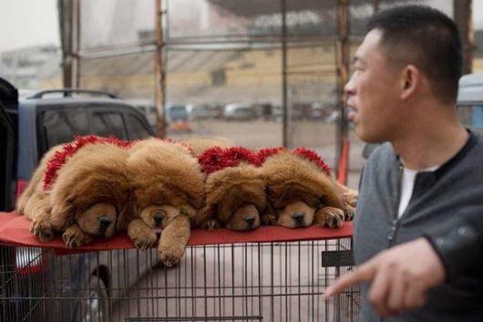 Million Dollars Mastiff At Tibetan Dog Expo