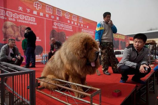 Million Dollars Mastiff At Tibetan Dog Expo