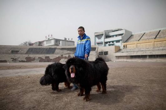 Million Dollars Mastiff At Tibetan Dog Expo
