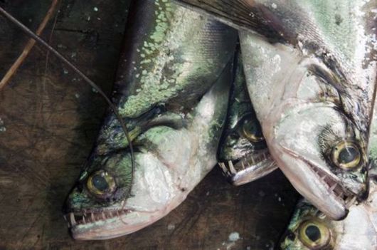 Scariest Freshwater Animals By Nat Geo