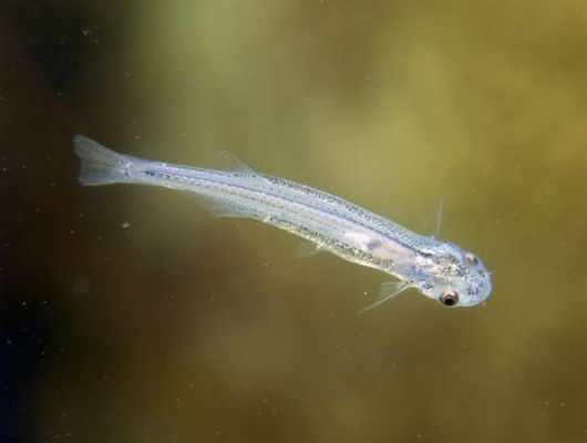 Scariest Freshwater Animals By Nat Geo