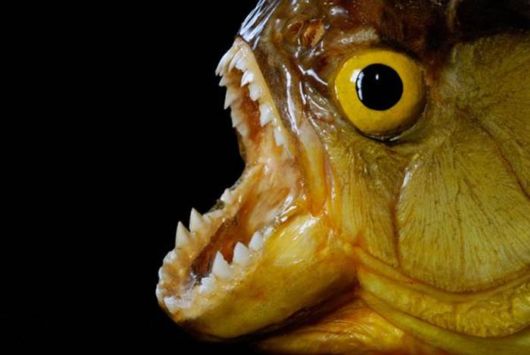 Scariest Freshwater Animals By Nat Geo