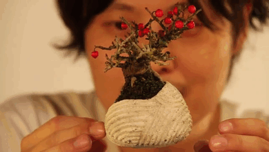 Floating Air Bonsai Trees Are Now A Reality