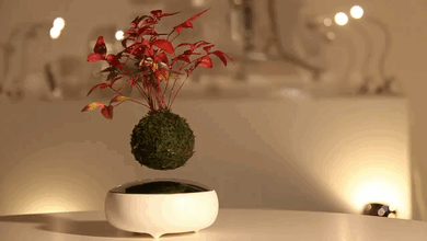 Floating Air Bonsai Trees Are Now A Reality